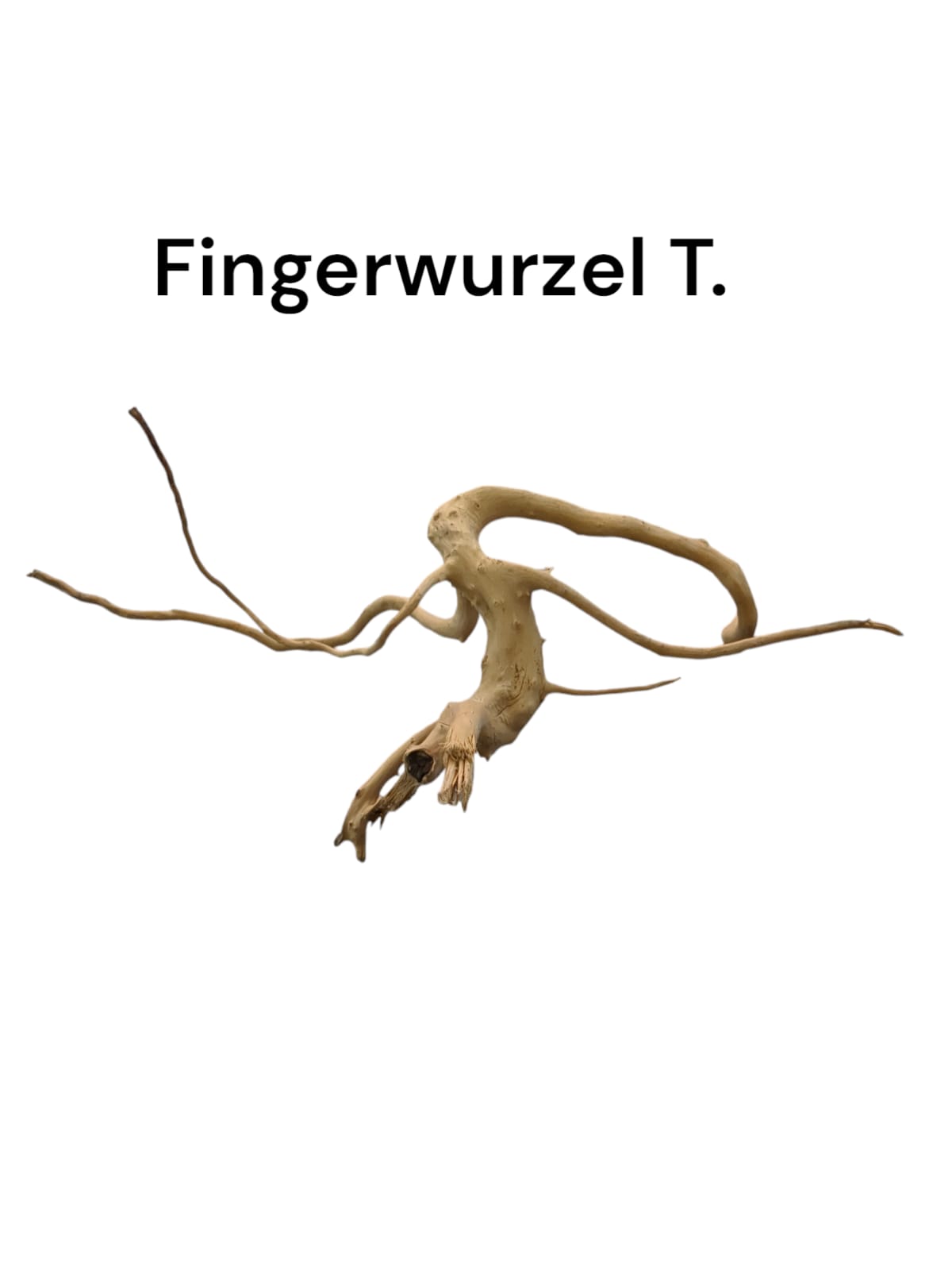 Fingerwurzel T